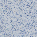 MUC4 Antibody in Immunohistochemistry (Paraffin) (IHC (P))