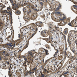 FZD6 Antibody in Immunohistochemistry (Paraffin) (IHC (P))