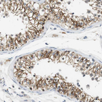 WNT7A Polyclonal Antibody