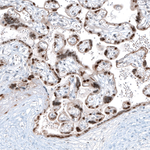 NOR-1 Antibody in Immunohistochemistry (Paraffin) (IHC (P))