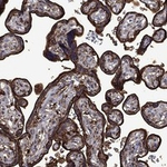 Urokinase Antibody in Immunohistochemistry (Paraffin) (IHC (P))
