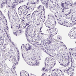 SP7 Antibody in Immunohistochemistry (Paraffin) (IHC (P))