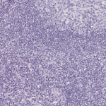 SP7 Antibody in Immunohistochemistry (Paraffin) (IHC (P))