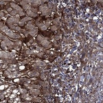 Endostatin Antibody in Immunohistochemistry (Paraffin) (IHC (P))