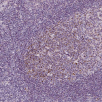 IL17C Polyclonal Antibody