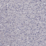 HSPB2 Antibody in Immunohistochemistry (Paraffin) (IHC (P))
