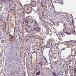 PDGF-D Antibody in Immunohistochemistry (Paraffin) (IHC (P))