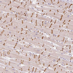 Granzyme A Polyclonal Antibody