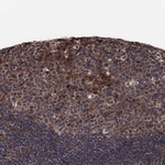 Cdc23 Polyclonal Antibody