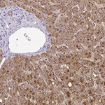 Glycerol kinase Antibody in Immunohistochemistry (Paraffin) (IHC (P))