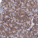 TRAF3 Antibody in Immunohistochemistry (Paraffin) (IHC (P))