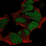 POU3F2 Polyclonal Antibody