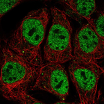 OCT1 (POU2F1) Antibody in Immunocytochemistry (ICC/IF)
