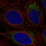 ADAMTS9 Antibody in Immunocytochemistry (ICC/IF)