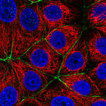 PAR6 Polyclonal Antibody