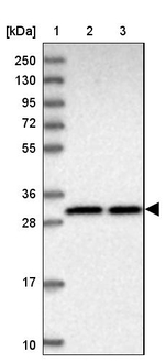 PAR6 Antibody in Western Blot (WB)