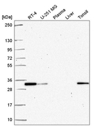 PSME2 Antibody in Western Blot (WB)