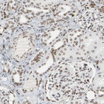 AMPK gamma-2 Antibody in Immunohistochemistry (Paraffin) (IHC (P))