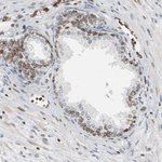 AMPK gamma-2 Antibody in Immunohistochemistry (Paraffin) (IHC (P))