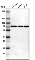AMPK gamma-2 Antibody in Western Blot (WB)