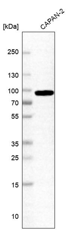 MRE11 Antibody in Western Blot (WB)
