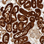 PCYT2 Antibody in Immunohistochemistry (Paraffin) (IHC (P))