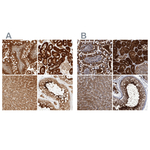 PCYT2 Antibody in Immunohistochemistry (Paraffin) (IHC (P))