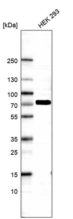 HSPA1A Antibody in Western Blot (WB)