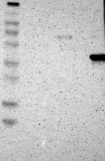 Asporin Antibody in Western Blot (WB)