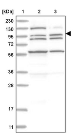 XPC Antibody in Western Blot (WB)