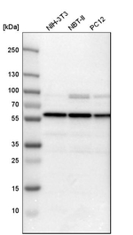 PSMC1 Antibody in Western Blot (WB)