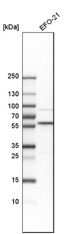 PSMC1 Antibody in Western Blot (WB)