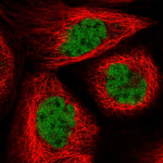 RANBP3 Polyclonal Antibody