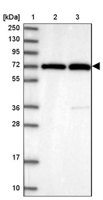 RANBP3 Antibody in Western Blot (WB)