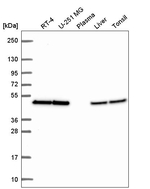 eIF4A2 Antibody in Western Blot (WB)