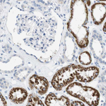 LRRK2 Antibody in Immunohistochemistry (Paraffin) (IHC (P))