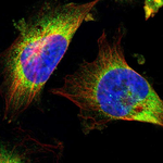 GCN2 Polyclonal Antibody