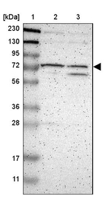 GCN2 Antibody in Western Blot (WB)