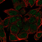 Haptoglobin Antibody in Immunocytochemistry (ICC/IF)