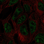 DNMT3L Antibody in Immunocytochemistry (ICC/IF)