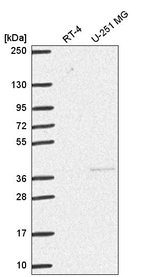 DNMT3L Antibody in Western Blot (WB)