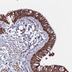 TANK Antibody in Immunohistochemistry (Paraffin) (IHC (P))