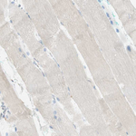 ARMET Antibody in Immunohistochemistry (Paraffin) (IHC (P))