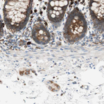 ARMET Antibody in Immunohistochemistry (Paraffin) (IHC (P))