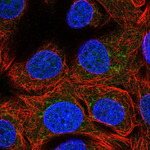 WWOX Antibody in Immunocytochemistry (ICC/IF)