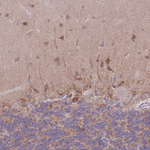 WWOX Antibody in Immunohistochemistry (Paraffin) (IHC (P))