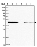 WWOX Antibody in Western Blot (WB)