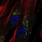 CHI3L1 Antibody in Immunocytochemistry (ICC/IF)