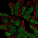 SOX21 Antibody in Immunocytochemistry (ICC/IF)