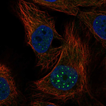 NR1D1 Antibody in Immunocytochemistry (ICC/IF)